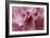 Pink Rhododendron I-Rita Crane-Framed Art Print