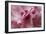 Pink Rhododendron I-Rita Crane-Framed Art Print