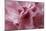 Pink Rhododendron I-Rita Crane-Mounted Art Print