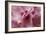 Pink Rhododendron I-Rita Crane-Framed Art Print