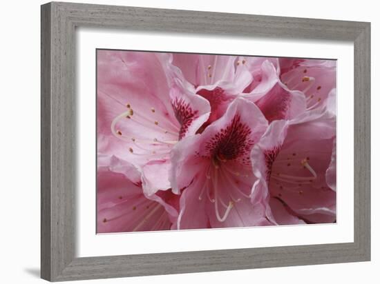 Pink Rhododendron I-Rita Crane-Framed Premium Giclee Print