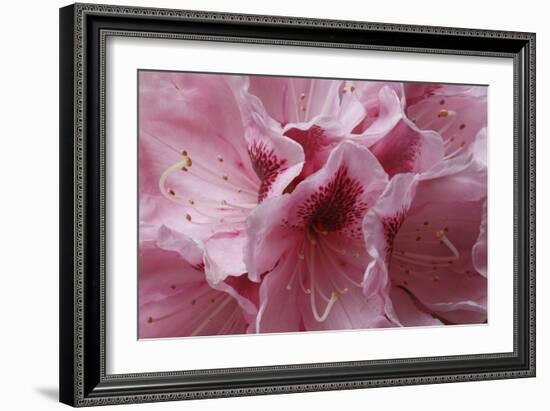 Pink Rhododendron I-Rita Crane-Framed Premium Giclee Print