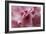 Pink Rhododendron I-Rita Crane-Framed Premium Giclee Print