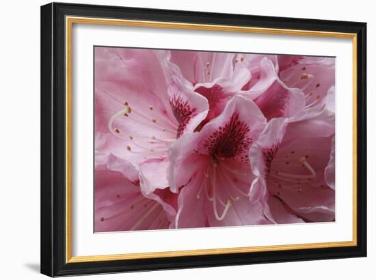 Pink Rhododendron I-Rita Crane-Framed Premium Giclee Print