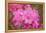 Pink Rhododendron-George Johnson-Framed Stretched Canvas