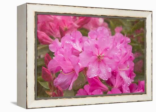 Pink Rhododendron-George Johnson-Framed Stretched Canvas