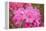 Pink Rhododendron-George Johnson-Framed Stretched Canvas