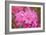 Pink Rhododendron-George Johnson-Framed Photo