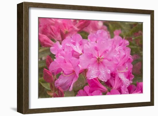 Pink Rhododendron-George Johnson-Framed Photo