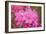 Pink Rhododendron-George Johnson-Framed Photo