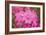 Pink Rhododendron-George Johnson-Framed Photo