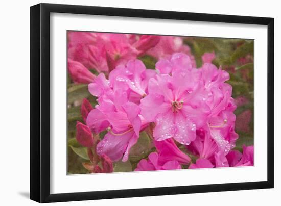 Pink Rhododendron-George Johnson-Framed Photo