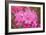 Pink Rhododendron-George Johnson-Framed Photo