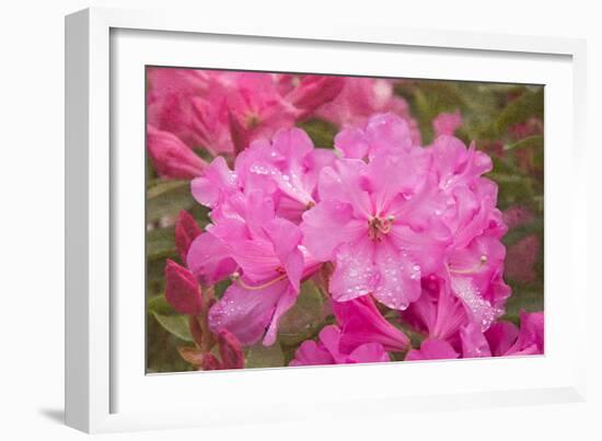 Pink Rhododendron-George Johnson-Framed Photo