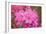 Pink Rhododendron-George Johnson-Framed Photo