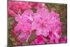 Pink Rhododendron-George Johnson-Mounted Photo