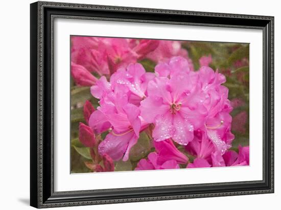 Pink Rhododendron-George Johnson-Framed Photo