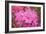 Pink Rhododendron-George Johnson-Framed Photo