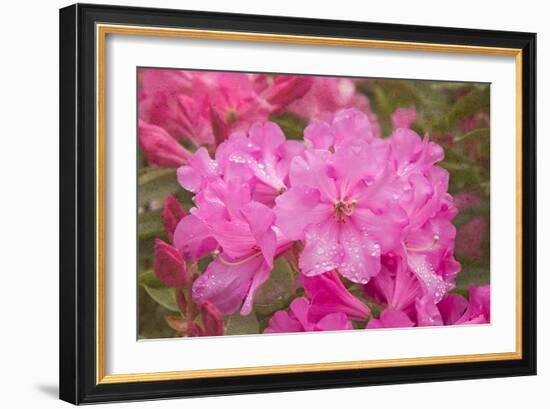 Pink Rhododendron-George Johnson-Framed Photo