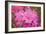 Pink Rhododendron-George Johnson-Framed Photo