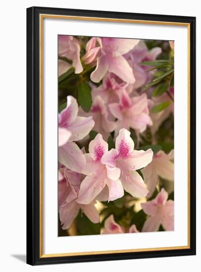 Pink Rhody II-Karyn Millet-Framed Photographic Print