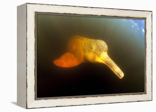 Pink River Dolphin - Boto (Inia Geoffrensis) Acajatuba Lake, Negro River, Amazonas, Brazil-Franco Banfi-Framed Premier Image Canvas