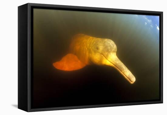 Pink River Dolphin - Boto (Inia Geoffrensis) Acajatuba Lake, Negro River, Amazonas, Brazil-Franco Banfi-Framed Premier Image Canvas