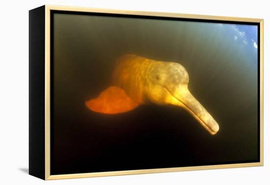 Pink River Dolphin - Boto (Inia Geoffrensis) Acajatuba Lake, Negro River, Amazonas, Brazil-Franco Banfi-Framed Premier Image Canvas