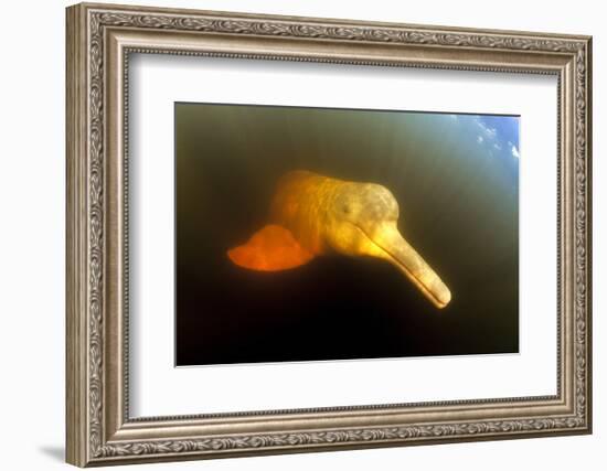 Pink River Dolphin - Boto (Inia Geoffrensis) Acajatuba Lake, Negro River, Amazonas, Brazil-Franco Banfi-Framed Photographic Print