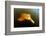 Pink River Dolphin - Boto (Inia Geoffrensis) Acajatuba Lake, Negro River, Amazonas, Brazil-Franco Banfi-Framed Photographic Print