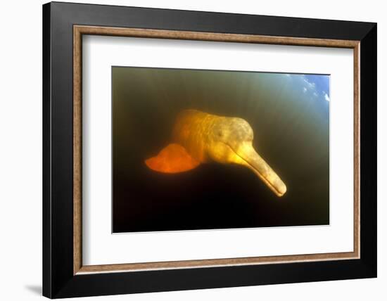 Pink River Dolphin - Boto (Inia Geoffrensis) Acajatuba Lake, Negro River, Amazonas, Brazil-Franco Banfi-Framed Photographic Print