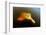 Pink River Dolphin - Boto (Inia Geoffrensis) Acajatuba Lake, Negro River, Amazonas, Brazil-Franco Banfi-Framed Photographic Print