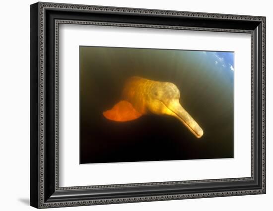 Pink River Dolphin - Boto (Inia Geoffrensis) Acajatuba Lake, Negro River, Amazonas, Brazil-Franco Banfi-Framed Photographic Print