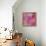 Pink Romance-Ruth Palmer-Framed Stretched Canvas displayed on a wall