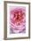 Pink Rose 2-Stacy Bass-Framed Giclee Print