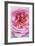 Pink Rose 2-Stacy Bass-Framed Giclee Print