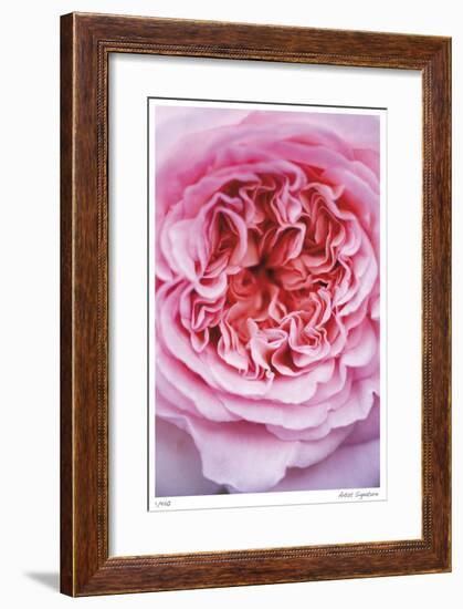 Pink Rose 2-Stacy Bass-Framed Giclee Print