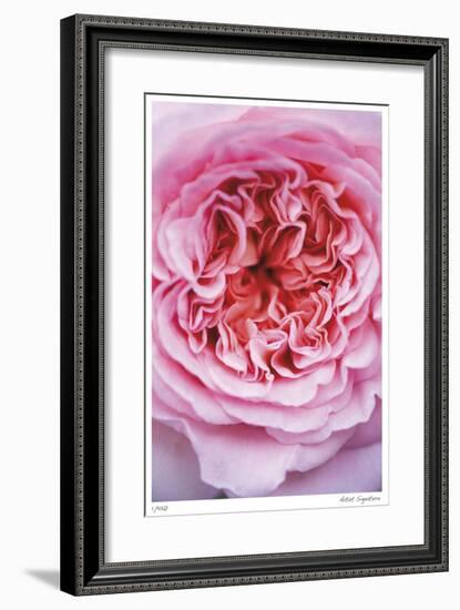 Pink Rose 2-Stacy Bass-Framed Giclee Print