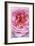 Pink Rose 2-Stacy Bass-Framed Giclee Print