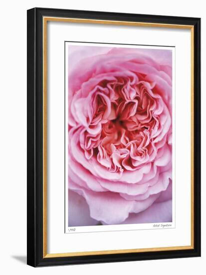 Pink Rose 2-Stacy Bass-Framed Giclee Print