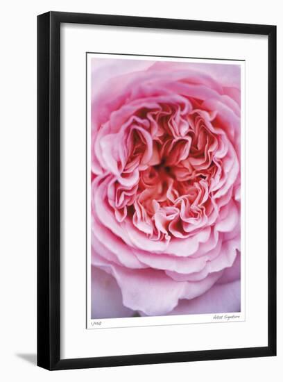 Pink Rose 2-Stacy Bass-Framed Giclee Print