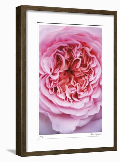 Pink Rose 2-Stacy Bass-Framed Giclee Print