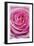 Pink Rose 3-Stacy Bass-Framed Giclee Print