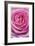 Pink Rose 3-Stacy Bass-Framed Giclee Print