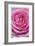 Pink Rose 3-Stacy Bass-Framed Giclee Print