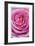 Pink Rose 3-Stacy Bass-Framed Giclee Print