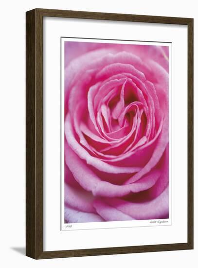 Pink Rose 3-Stacy Bass-Framed Giclee Print