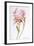 Pink Rose, Abraham Derby with Honeysuckle, 2008-Joan Thewsey-Framed Giclee Print