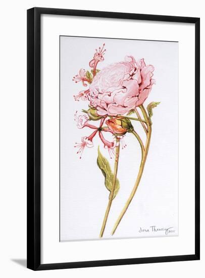 Pink Rose, Abraham Derby with Honeysuckle, 2008-Joan Thewsey-Framed Giclee Print