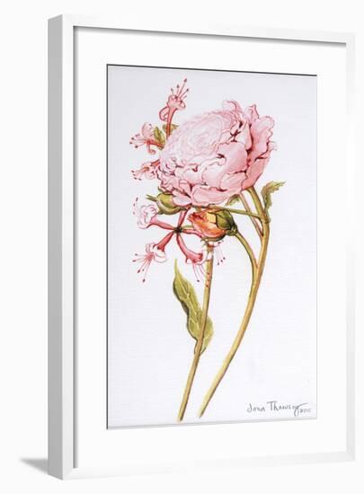 Pink Rose, Abraham Derby with Honeysuckle, 2008-Joan Thewsey-Framed Giclee Print